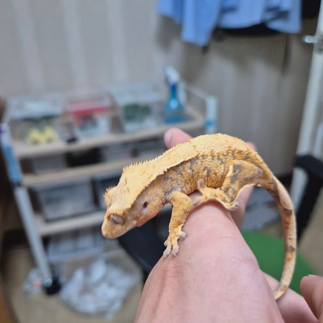 트라이