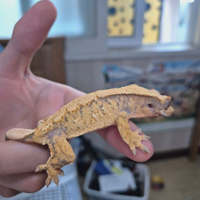트라이