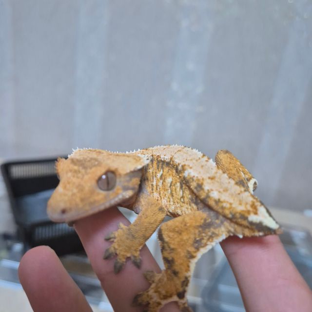 텐저린 트라이