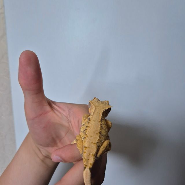 트라이