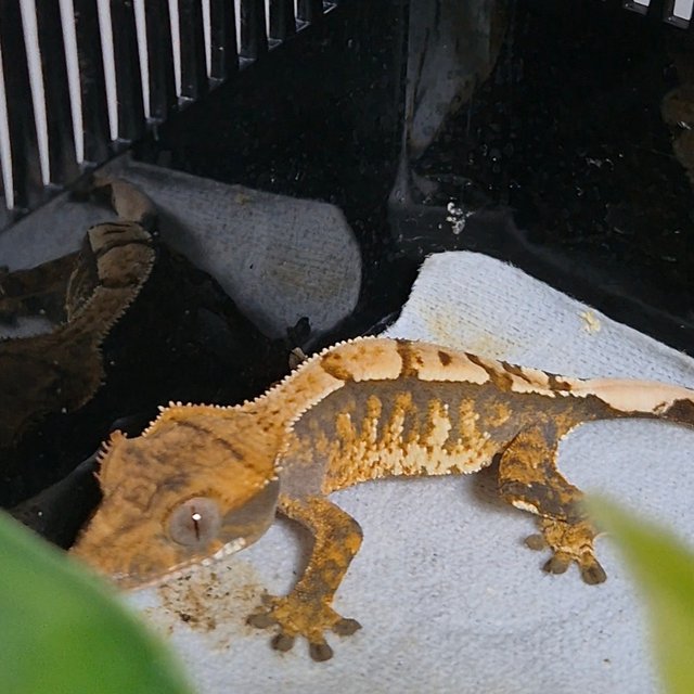 트라이 화이트스팟