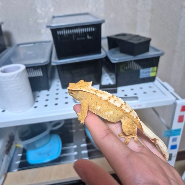 크림시클