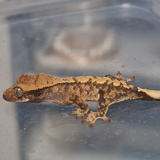 트라이 화이트스팟 레이지