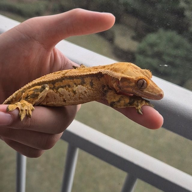 트라이 화이트핀