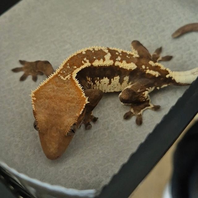 카푸치노