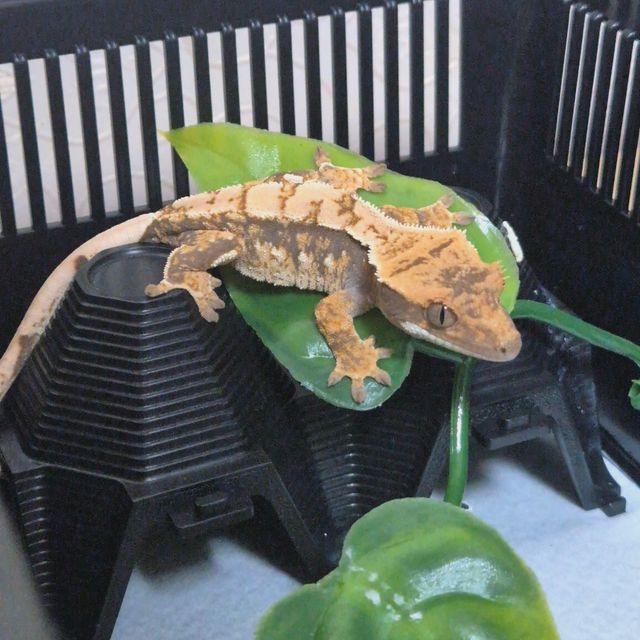 트라이