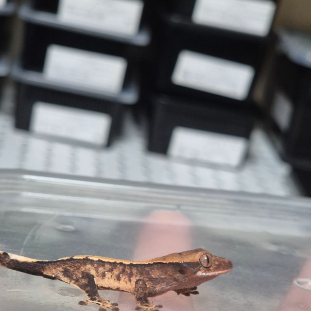 솔리드백 트라이 화이트스팟