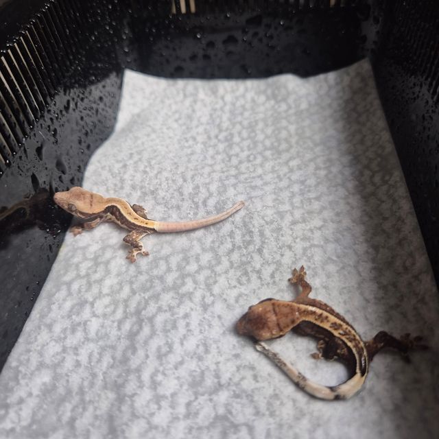 릴리화이트 노멀