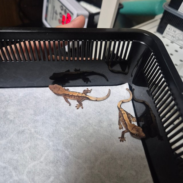 솔리드백 트라이 화이트스팟