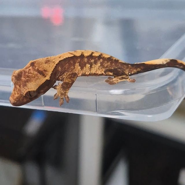 트라이 텐저린 화이트스팟