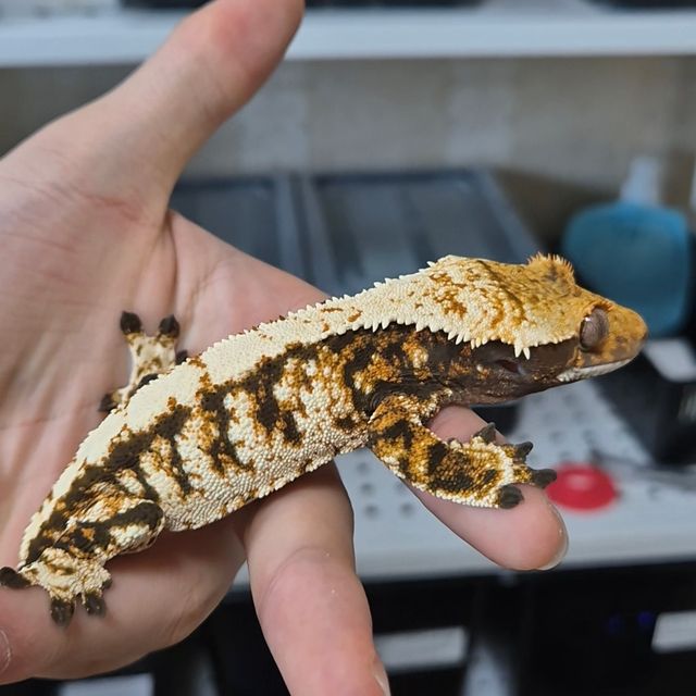 트라이 바브 텐저린
