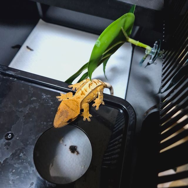 크림시클 크림