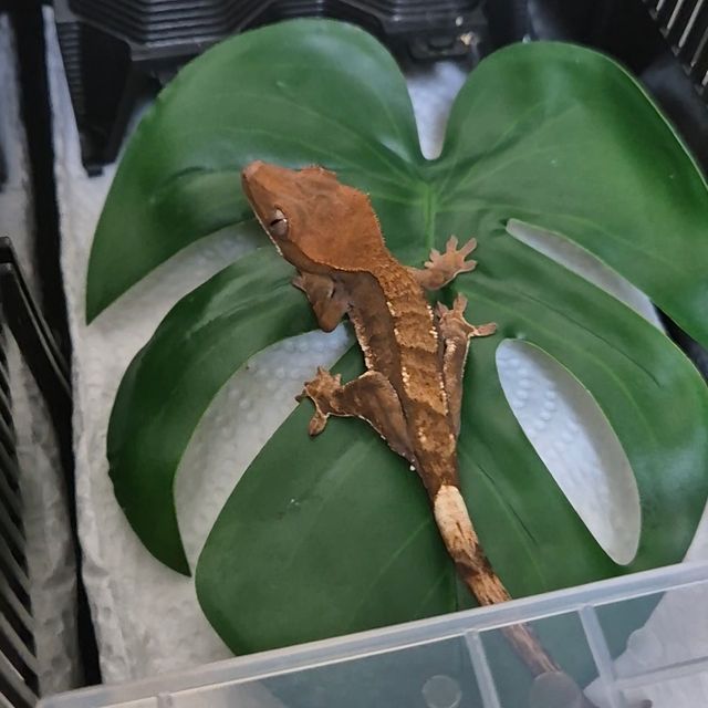 카푸치노