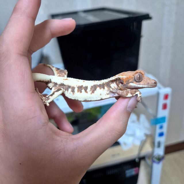 프라푸치노