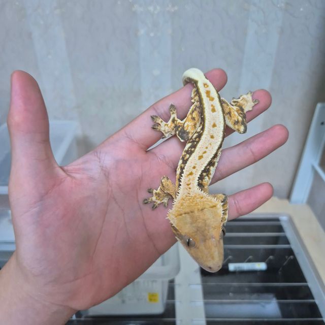 트라이