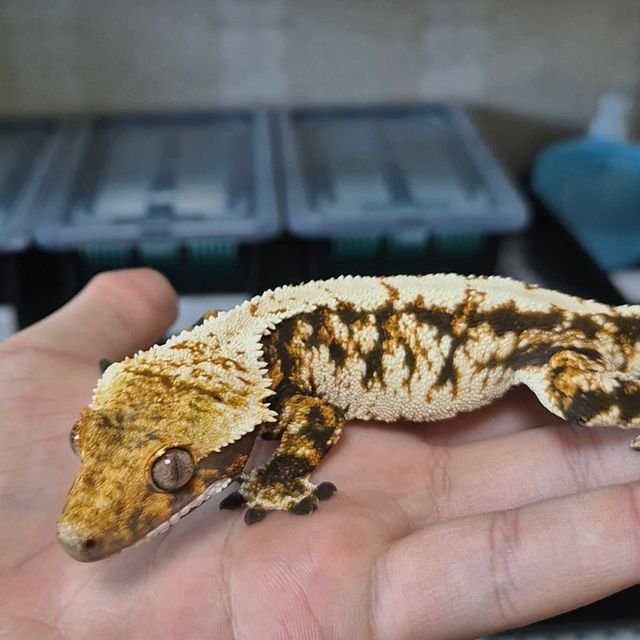 화이트포트홀 화이트스팟 트라이 텐저린