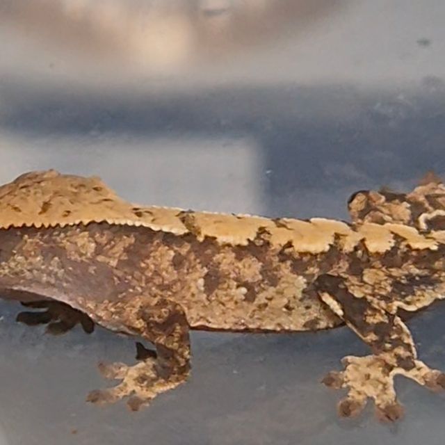 트라이 화이트스팟 레이지