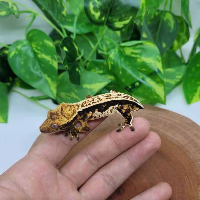 노멀