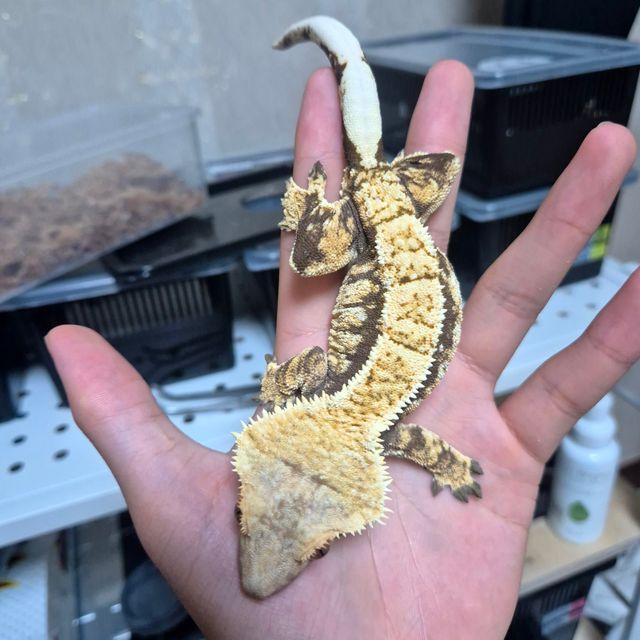 트라이