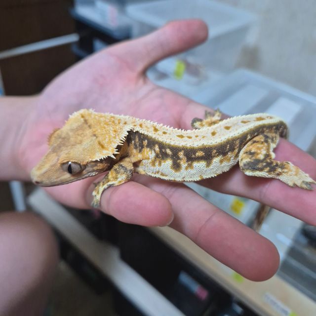트라이
