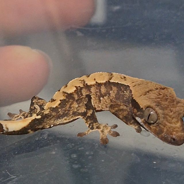 트라이 화이트스팟 레이지