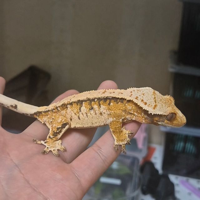 트라이