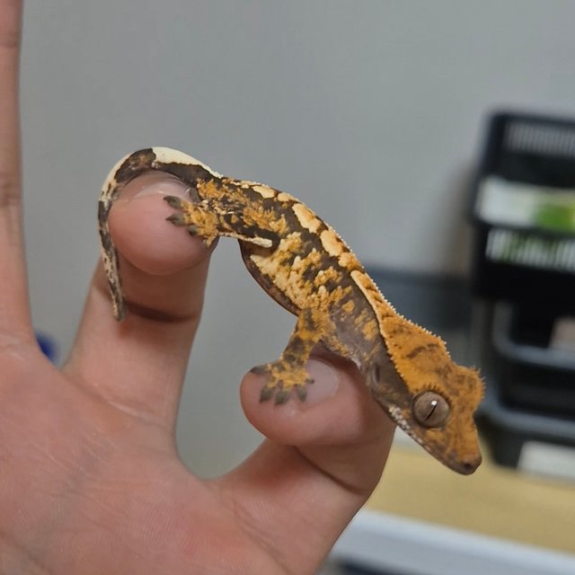 트라이 화이트스팟