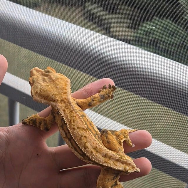 트라이 화이트핀