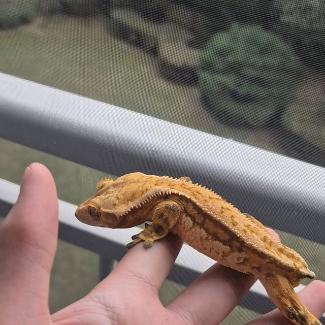 트라이 화이트핀