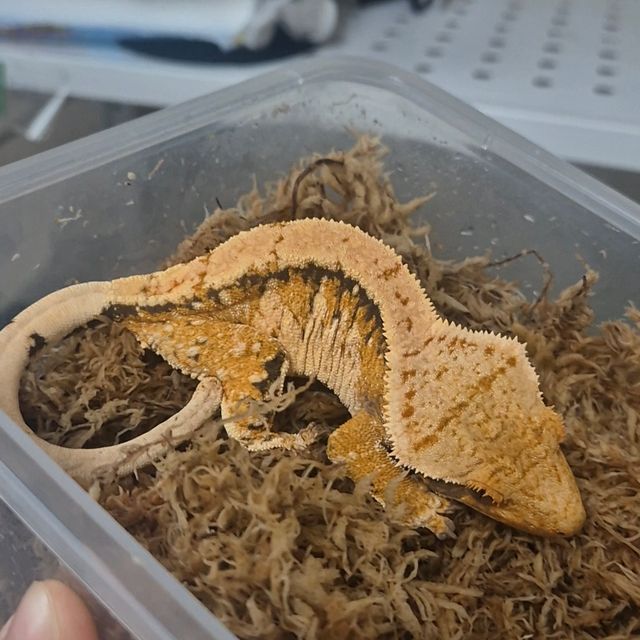 트라이