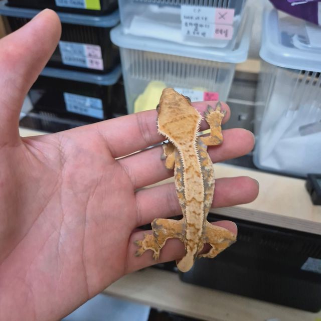 트라이 텐저린
