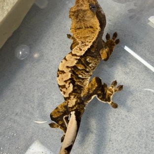 화이트스팟 타이거