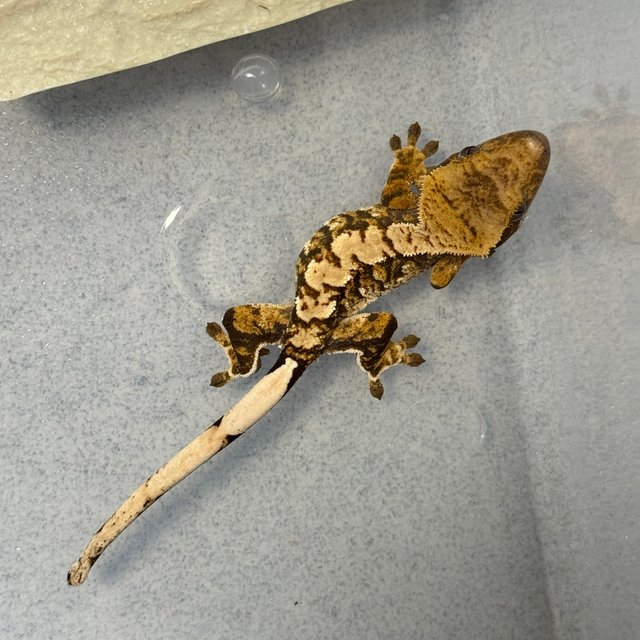 화이트스팟 타이거