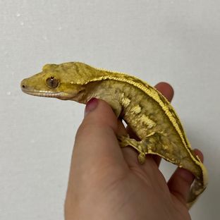토리