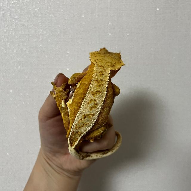 옐로우 크림시클 쿼드 풀핀