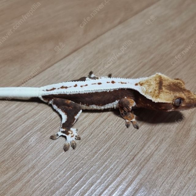 레드 릴리화이트 쿼드 풀핀