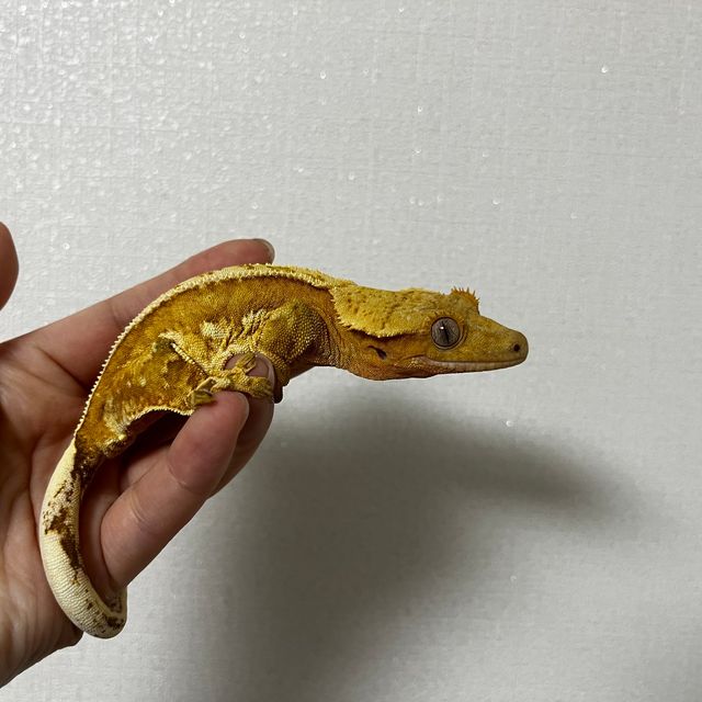 옐로우 크림시클 쿼드 풀핀