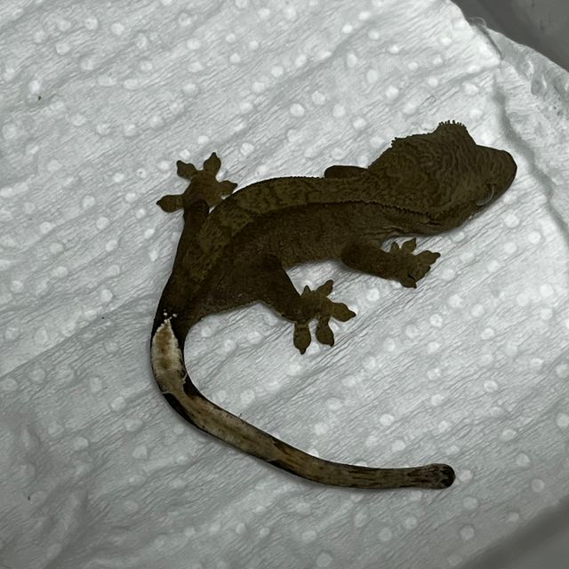다크 레드 바이 패턴리스