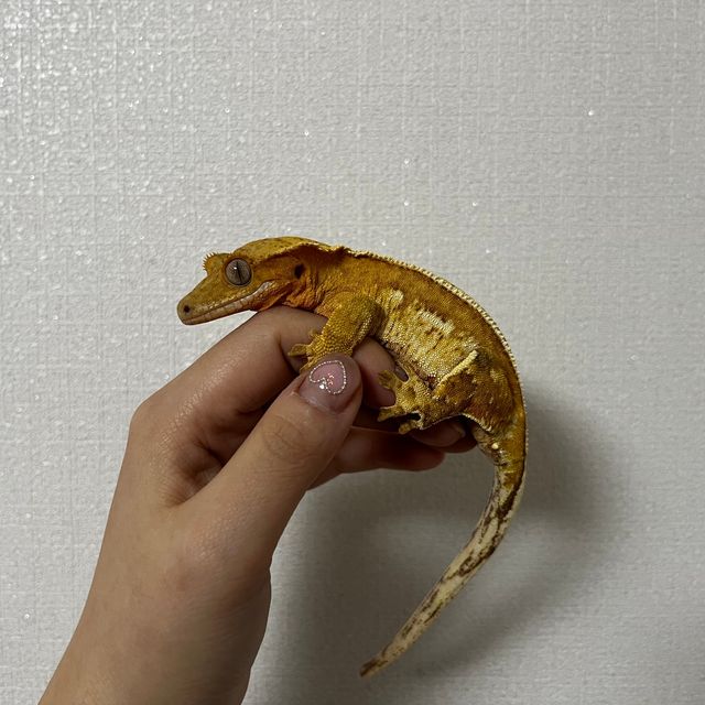 옐로우 크림시클 쿼드 풀핀