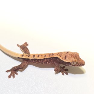 파이드 릴리화이트