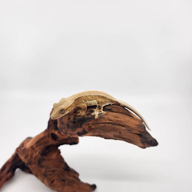 크림 릴리화이트