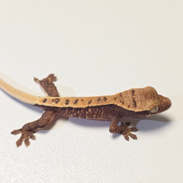 파이드 릴리화이트