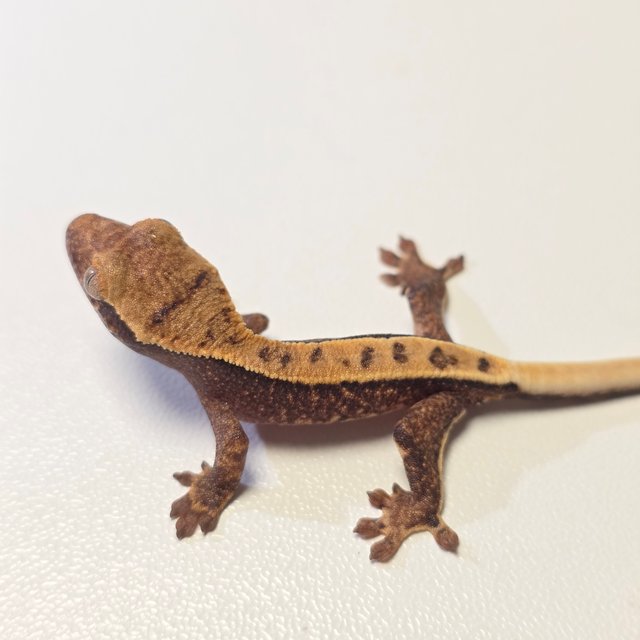 파이드 릴리화이트