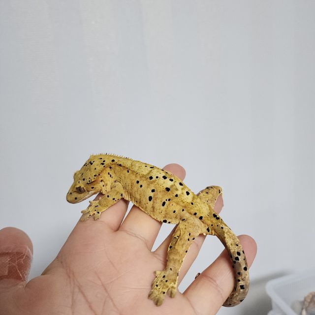 슈퍼달마시안