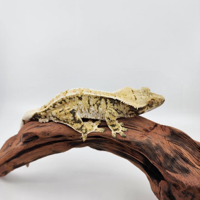 트라이