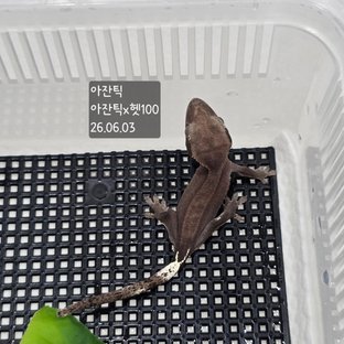 아잔틱