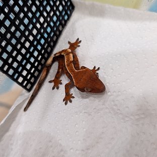 100%헷아잔틱 세이블 텐저린