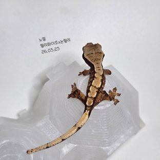 노멀