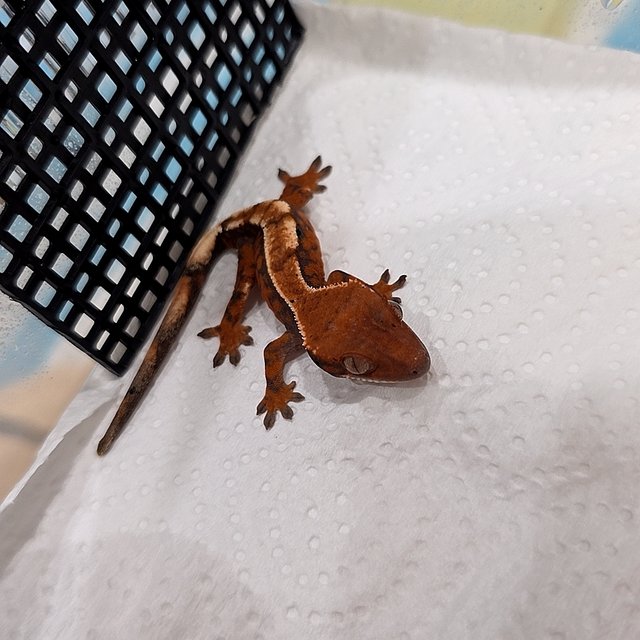 100%헷아잔틱 세이블 텐저린