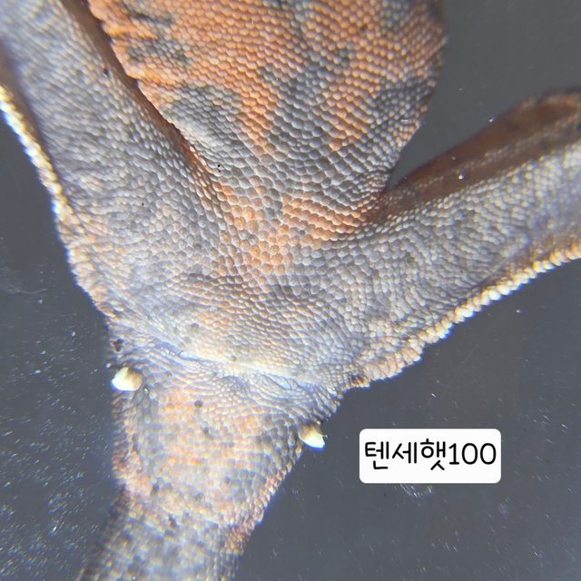 100%헷아잔틱 세이블 텐저린